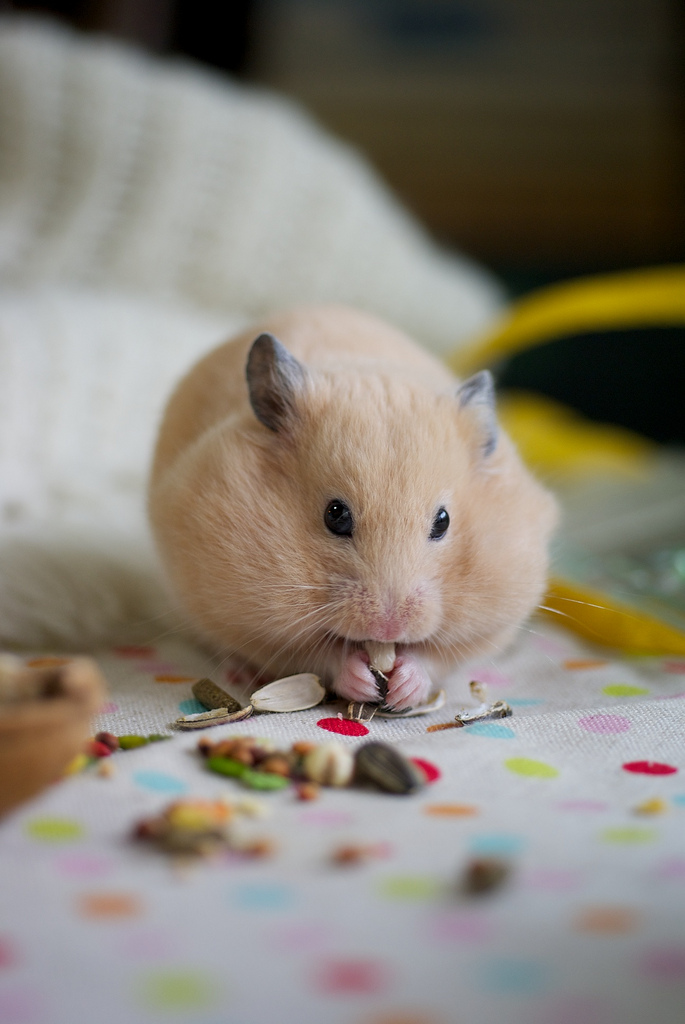 Hamsters et véganisme ? VEGAnimalis