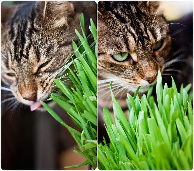 Alimentation du chat > Friandises naturelles pour chat > Herbe à chat  naturelle séchée de Martin Sellier : Albert le chien